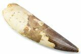 Real Spinosaurus Tooth - Large Dinosaur Tooth #374023-1